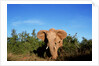 Angry Elephant Emerging from the Forest by Anonymous