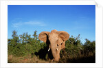 Angry Elephant Emerging from the Forest by Anonymous