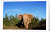 Angry Elephant Emerging from the Forest by Anonymous