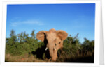 Angry Elephant Emerging from the Forest by Anonymous