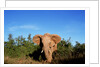 Angry Elephant Emerging from the Forest by Anonymous