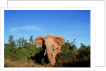 Angry Elephant Emerging from the Forest by Anonymous