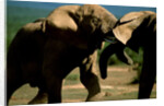 Elephants near a Water Hole by Anonymous