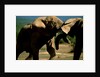 Elephants near a Water Hole by Anonymous