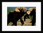 Elephants near a Water Hole by Anonymous