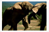 Elephants near a Water Hole by Anonymous