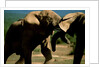 Elephants near a Water Hole by Anonymous