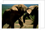 Elephants near a Water Hole by Anonymous