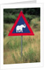 Elephant Crossing Sign by Anonymous