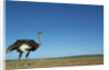 Ostrich in a Pasture by Anonymous