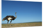 Ostrich in a Pasture by Anonymous