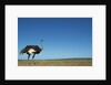 Ostrich in a Pasture by Anonymous