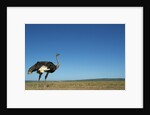Ostrich in a Pasture by Anonymous