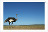 Ostrich in a Pasture by Anonymous
