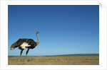 Ostrich in a Pasture by Anonymous