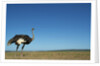 Ostrich in a Pasture by Anonymous