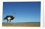 Ostrich in a Pasture by Anonymous