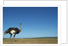 Ostrich in a Pasture by Anonymous