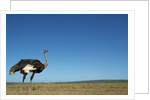 Ostrich in a Pasture by Anonymous