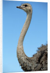 Head and Neck of Ostrich by Anonymous