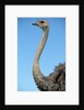Head and Neck of Ostrich by Anonymous