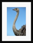 Head and Neck of Ostrich by Anonymous