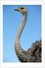 Head and Neck of Ostrich by Anonymous