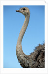 Head and Neck of Ostrich by Anonymous