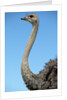 Head and Neck of Ostrich by Anonymous