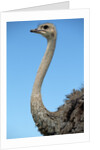 Head and Neck of Ostrich by Anonymous