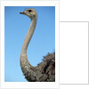 Head and Neck of Ostrich by Anonymous