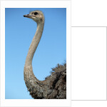 Head and Neck of Ostrich by Anonymous