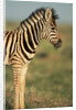 Plains Zebra at Sunset by Anonymous