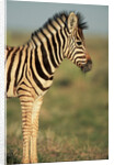 Plains Zebra at Sunset by Anonymous