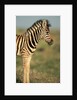 Plains Zebra at Sunset by Anonymous