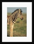 Plains Zebra at Sunset by Anonymous