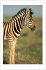 Plains Zebra at Sunset by Anonymous