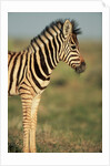 Plains Zebra at Sunset by Anonymous