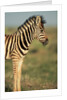 Plains Zebra at Sunset by Anonymous