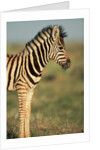Plains Zebra at Sunset by Anonymous