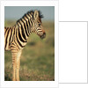 Plains Zebra at Sunset by Anonymous