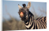 Plains Zebra Baring Its Teeth by Anonymous