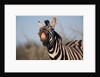 Plains Zebra Baring Its Teeth by Anonymous