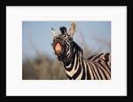 Plains Zebra Baring Its Teeth by Anonymous