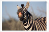 Plains Zebra Baring Its Teeth by Anonymous