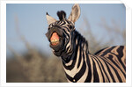 Plains Zebra Baring Its Teeth by Anonymous