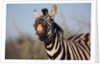 Plains Zebra Baring Its Teeth by Anonymous