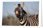 Plains Zebra Baring Its Teeth by Anonymous
