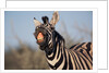 Plains Zebra Baring Its Teeth by Anonymous