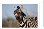 Plains Zebra Baring Its Teeth by Anonymous